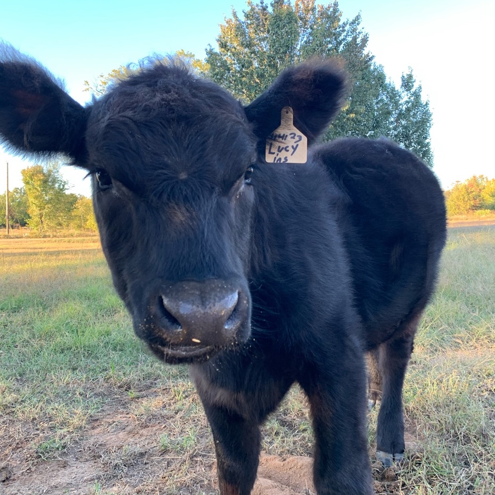 Like and Share this LIVE Listing to be notified when I Go Live!! 👩‍🍳🐮🍩 - Picture 14 of 14